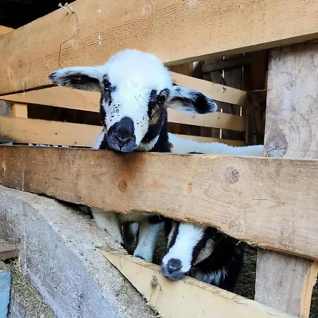 Organic Tourist Farm Pri Plajerju