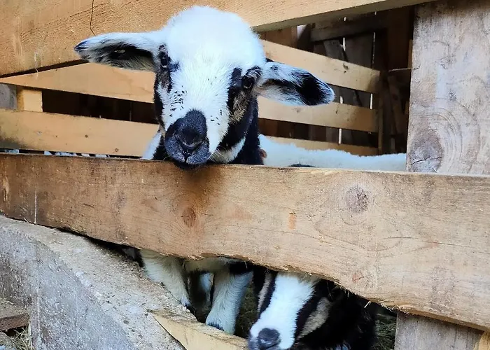 Organic Tourist Farm Pri Plajerju